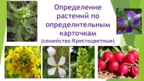 Презентация Определение растений по определительным карточкам (семейство Крестоцветные)