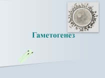 Развитие половых клеток.