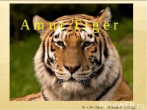 Презентация по английскому языку  Amur tiger
