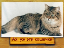 Презентация по биологии Ах, уж эти кошечки.