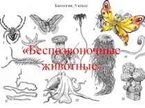Презентация по биологии Беспозвоночные животные