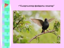 Проект эше: “Сыерчыклар-файдалы кошлар”