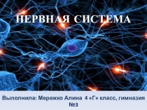 Презентация Мережко Алины 4 класс