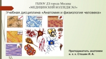 Презентация по анатомии на тему Гистология. Соединительная ткань (8 класс)