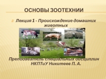 Происхождения домашних животных