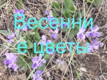 Презентация для дошкольников Весенние цветы