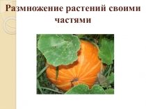 Презентация по окружающему миру на тему Размножение растений своими частями (2 класс)