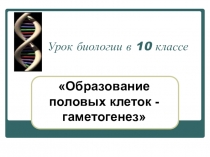 Гаметогенез - образование половых клеток