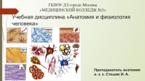 Презентация по анатомии на тему Гистология. Мышечная ткань