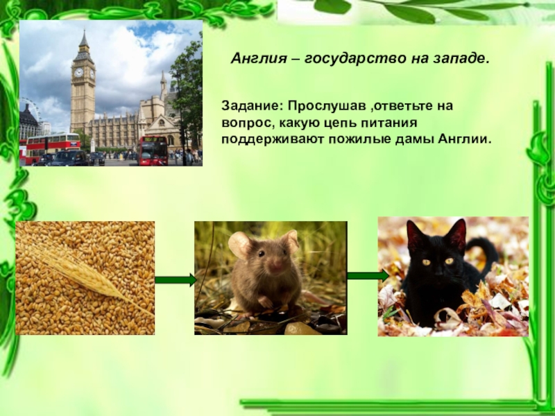 Презентация Цепи питания 3 класс Англия – государство на западе.Задание: Прослушав ,ответьте на вопрос, какую цепь Англия – государство на западе.Задание: Прослушав ,ответьте на вопрос, какую цепь питания поддерживают пожилые дамы Англии.