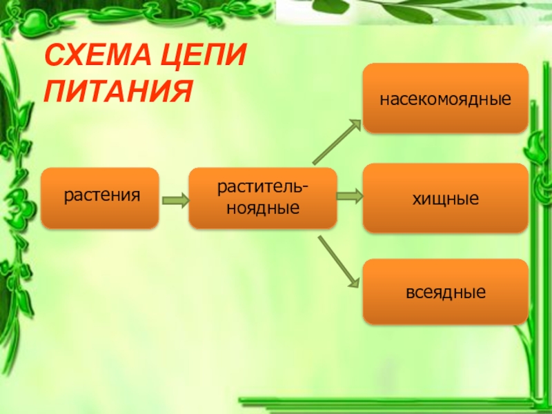Презентация Цепи питания 3 класс растенияраститель-ноядныехищныенасекомоядныевсеядныеСХЕМА ЦЕПИ ПИТАНИЯ растенияраститель-ноядныехищныенасекомоядныевсеядныеСХЕМА ЦЕПИ ПИТАНИЯ