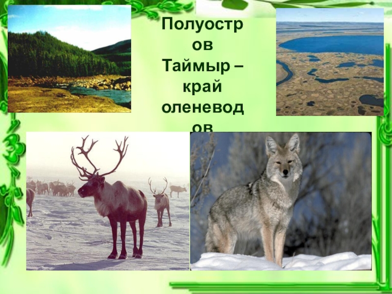 Презентация Цепи питания 3 класс Полуостров Таймыр –край оленеводов Полуостров Таймыр –край оленеводов