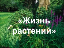 Презентация по биологии Минеральное питание растений (6 класс) ФГОС