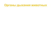 Презентация Органы дыхания животных