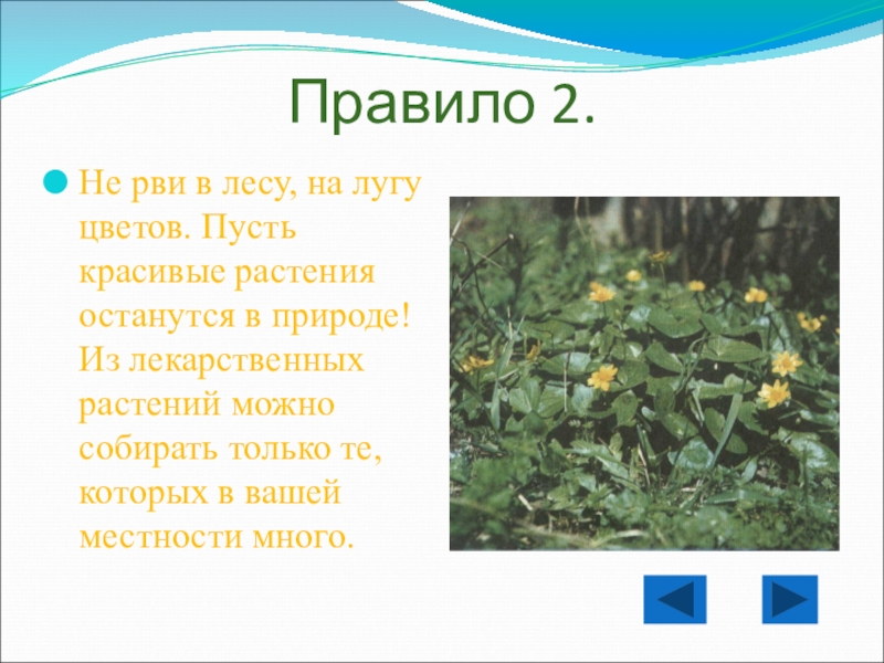 Правила вежливости в гостях у природы Правило 2.Не рви в лесу, на лугу цветов. Пусть красивые растения Правило 2.Не рви в лесу, на лугу цветов. Пусть красивые растения останутся в природе! Из лекарственных растений