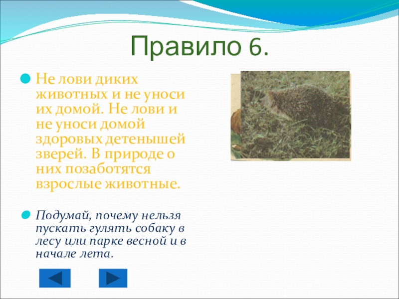 Правила вежливости в гостях у природы Правило 6.Не лови диких животных и не уноси их домой. Не Правило 6.Не лови диких животных и не уноси их домой. Не лови и не уноси домой здоровых