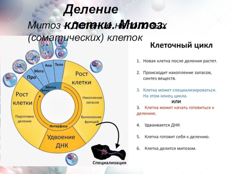 Презентация биология 9 класс