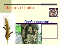 Урок 6 Царство грибы. Грибы-паразиты