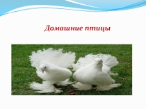 Презентация по биологии на тему Птицы