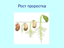 Презентация по биологии на тему Корень (6 класс)
