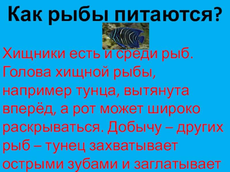 Презентация по окружающему миру Как рыбы питаются?Хищники есть и среди рыб. Голова хищной рыбы, например Как рыбы питаются?Хищники есть и среди рыб. Голова хищной рыбы, например тунца, вытянута вперёд, а рот может