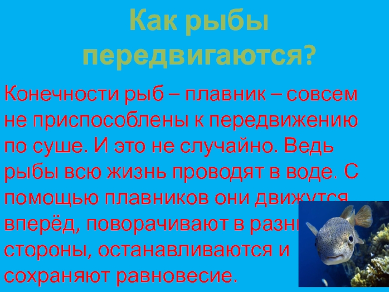 Презентация по окружающему миру Как рыбы передвигаются?Конечности рыб – плавник – совсем не приспособлены к Как рыбы передвигаются?Конечности рыб – плавник – совсем не приспособлены к передвижению по суше. И это не