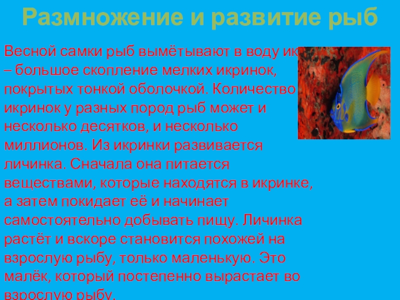 Презентация по окружающему миру Размножение и развитие рыбВесной самки рыб вымётывают в воду икру – Размножение и развитие рыбВесной самки рыб вымётывают в воду икру – большое скопление мелких икринок, покрытых тонкой