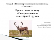 Северные олени для старшей группы