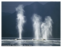 Презентация Дельфины и киты