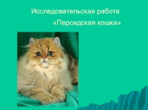 Презентация. Породы кошек. Персидская кошка
