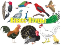 Презентация к уроку биологии в 7 классе Знакомство с птицами. Внутреннее строение