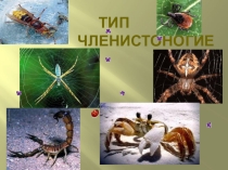 Членистоногие.