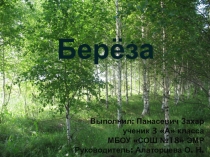 Исследовательская работа по окружающему миру Березы 3 класс