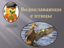 Водоплавающие птицы