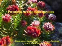 Презентация по биологии на тему Родиола четырёхнадрезная, как лекарственное растение, применение