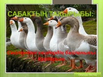 Сөйлемдегі сөздердің байланысы. Қаздарым