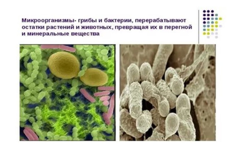Презентация по окружающему миру на тему Кто что ест. Цепи питания