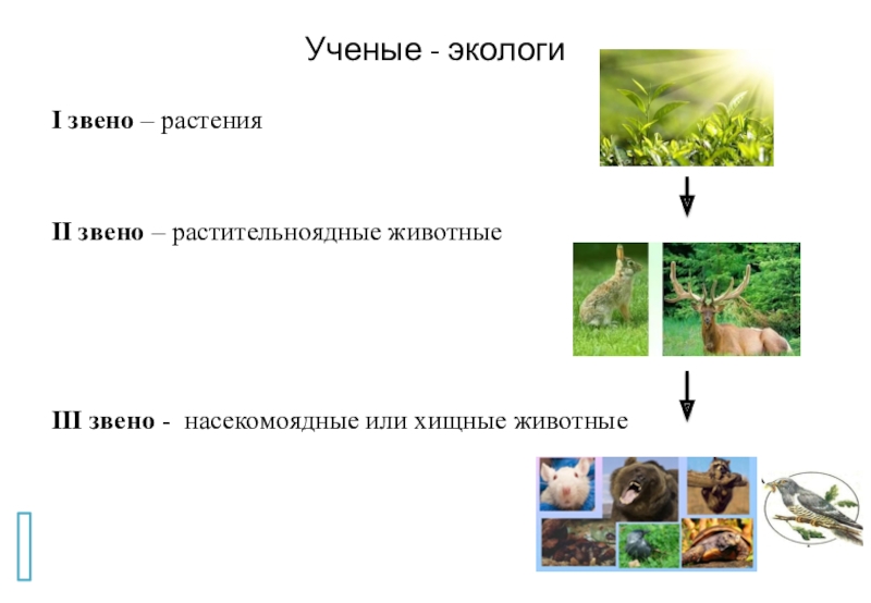 Презентация по окружающему миру на тему Кто что ест. Цепи питания Ученые - экологиI звено – растенияII звено – растительноядные животныеIII звено - насекомоядные или хищные животные Ученые - экологиI звено – растенияII звено – растительноядные животныеIII звено - насекомоядные или хищные животные
