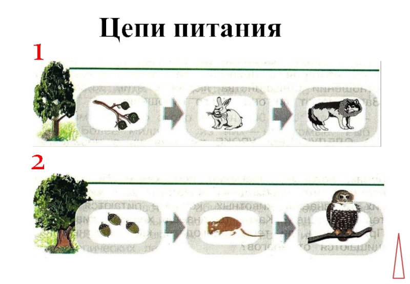 Презентация по окружающему миру на тему Кто что ест. Цепи питания