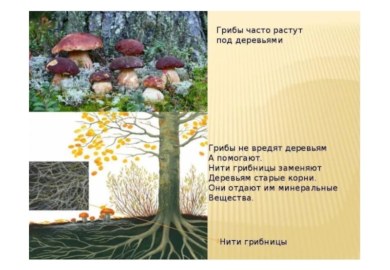 Презентация по окружающему миру на тему Кто что ест. Цепи питания