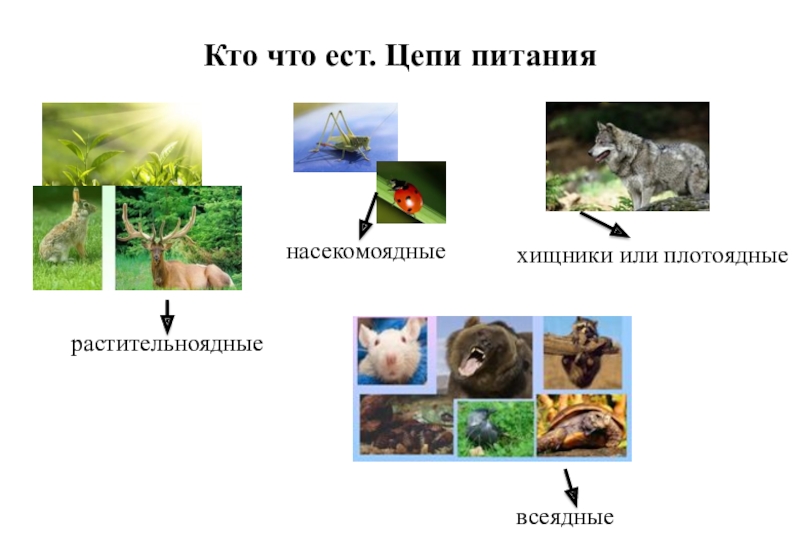 Презентация по окружающему миру на тему Кто что ест. Цепи питания Кто что ест. Цепи питаниярастительноядныенасекомоядныехищники или плотоядныевсеядные Кто что ест. Цепи питаниярастительноядныенасекомоядныехищники или плотоядныевсеядные