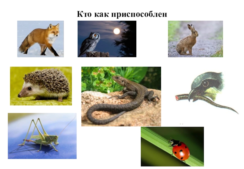 Презентация по окружающему миру на тему Кто что ест. Цепи питания Кто как приспособлен Кто как приспособлен