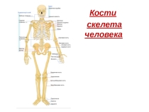 Оказание первой помощи при повреждениях скелета