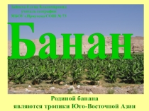 Презентация по географии на тему: Банан (7 класс)