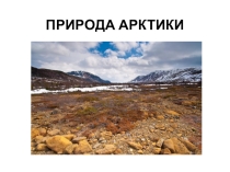 Презентация по биологии Природа Арктики