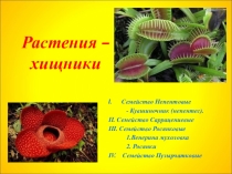 Презентация по экологии Растения-хищники