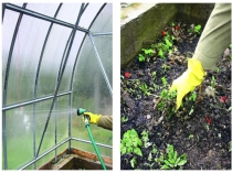 Презентация к открытому уроку по технологии Защищенный грунт (8 класс)