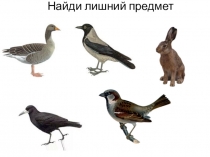 Презентация по развитию речи 3 класс (VIII вид) Домашние животные: коза