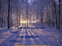 Где зимуют птицы