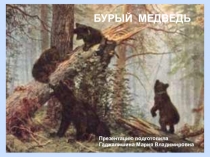 бурый медведь